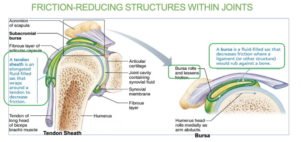 <p><strong>Sac filled with synovial fluid </strong>that <u>prevents friction</u> between muscle, or tendon and underlying bone.<br></p>