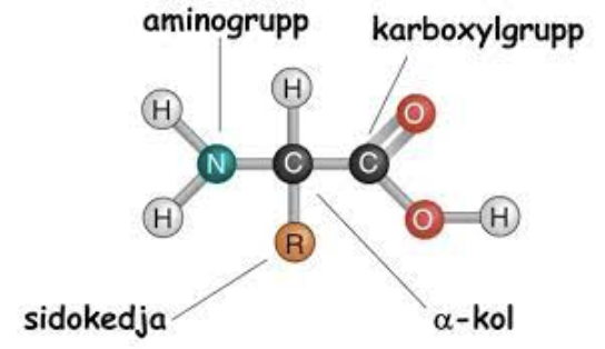 <ul><li><p>Alfakol.</p></li><li><p>R-grupp (sidokedja).</p></li><li><p>N-terminal: aminogrupp.</p></li><li><p>C-terminal: karboxylgrupp.</p></li></ul>