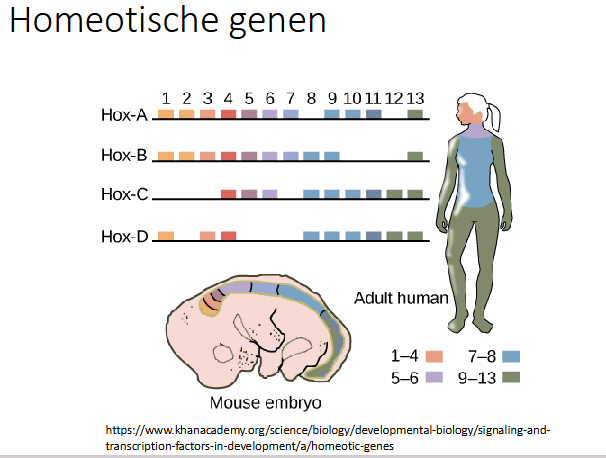 <p>mens en muis hebben 4 HOX loci, de genen liggen in de volgorde van hoofd naar staart</p>
