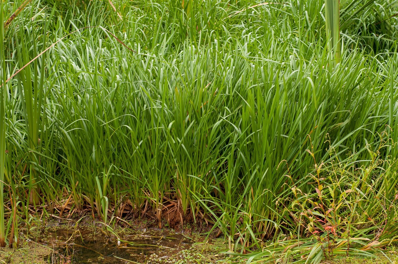 <p>Liesgras, Glyceria maxima</p>