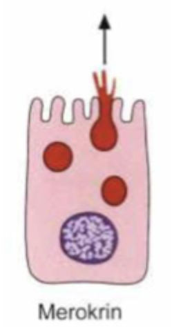 <p>Membran-afgrænsede vesikler fusionerer med den apikale cellemembran og indholdet frigives via exocytose.</p>