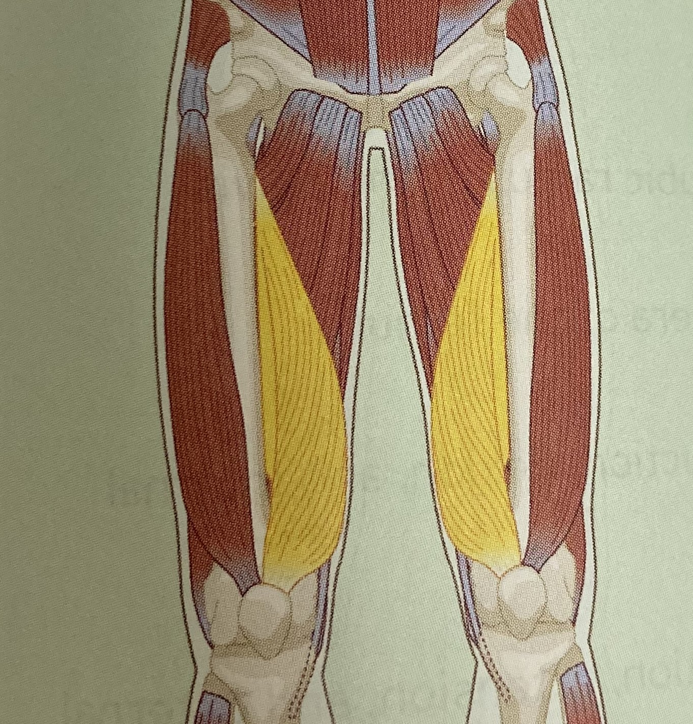 <ul><li><p>category: quadriceps</p></li><li><p>origin: proximal, medial region of the femur</p></li><li><p>insertion: base of patella and tibia</p></li><li><p>isolated function: concentric knee extension</p></li><li><p>integrated function: eccentric knee flexion, adduction, and internal rotation</p></li><li><p>stabilizes the knee</p></li></ul><p></p>