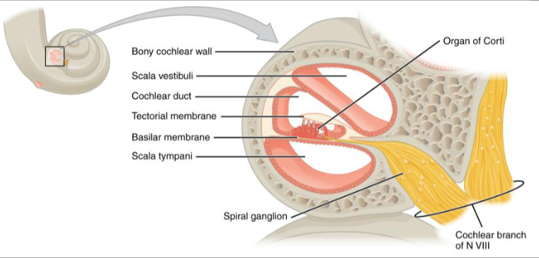 <ul><li><p>has osseous labrynth (outer bony) and an inner membranous labrynth</p></li><li><p>perilymph- fluid between the bone and the membrane</p><ul><li><p>chemically similar to the CSF</p></li></ul></li><li><p>Endolymph- inside membranous labrynth</p><ul><li><p>chemically similar to intracellular fluid</p></li></ul></li><li><p>vestibule- middle, enlarged part of the inner ear</p><ul><li><p>semicircular canals- 3 tubes above vestibule </p></li><li><p>cochlea- below vestibule; snail shaped</p></li></ul></li></ul><p>Inner ear responsible for much of our sense of balance and equilibrium. also responsible for hearing</p><p></p>