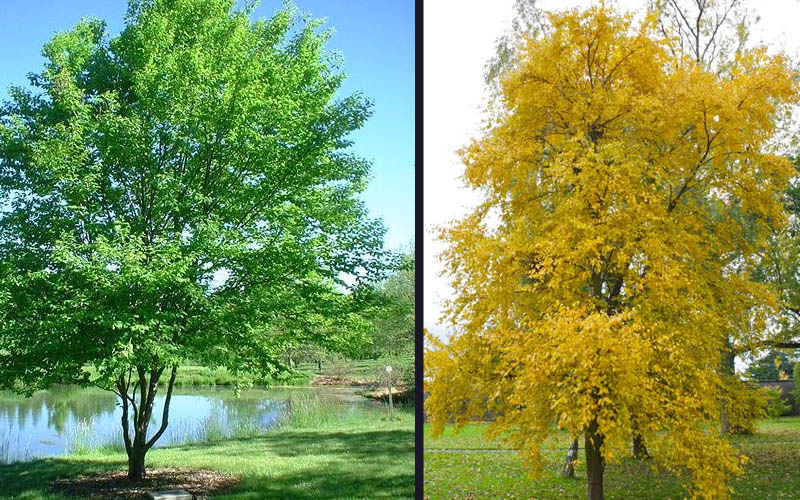 <p><em>Betula lenta</em></p>