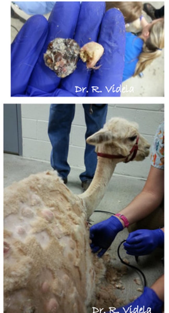 <p>You palpate lumps in the lumbar area in this camelid. You determine it is non neoplastic. There is pasty, pigmented material inside. What is it?</p>