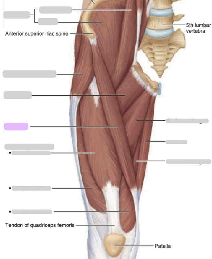 <p>Anterior thigh (superficial)</p>