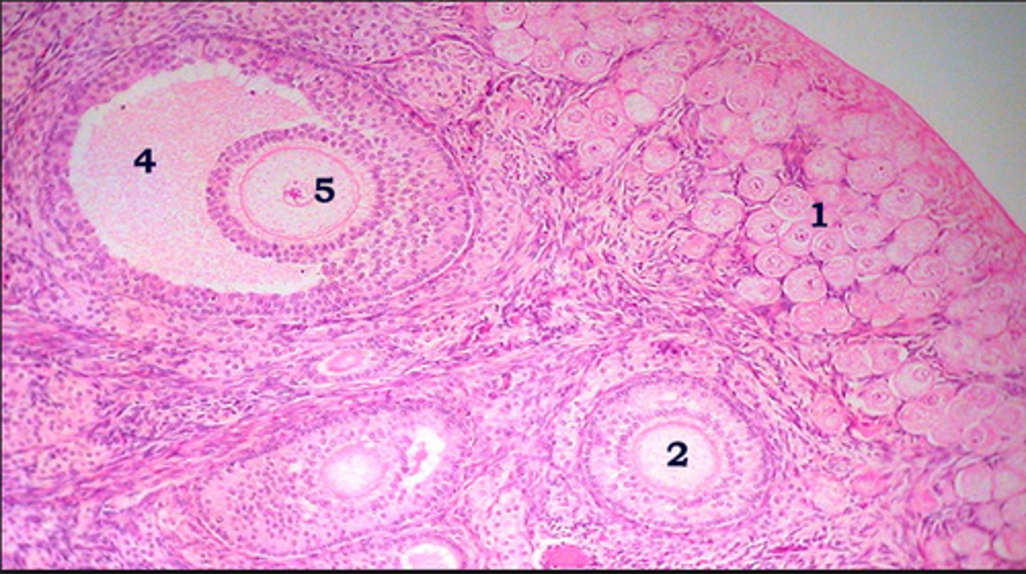 <p>#1 - Quiescent structures, awaiting stimulation from FSH before reentering their developmental pathway</p>