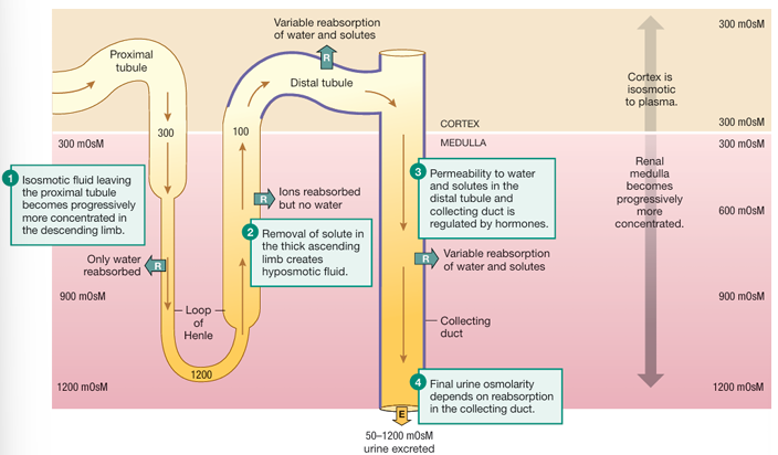 <ol><li><p>Filtrate enters the loop of Henle from the proximal tubule at ~300 mOsM (isosmotic).</p></li><li><p>As fluid moves down the descending limb, water is reabsorbed into the increasingly concentrated medullary interstitium; fluid becomes more concentrated. — 1200 mOsM</p></li><li><p>In the ascending limb, the tubule is impermeable to water but actively transports solutes out; this makes the fluid hyposmotic (~100 mOsM).</p></li><li><p>Hyposmotic fluid enters the distal nephron, where water permeability depends on hormonal control.</p></li><li><p>…</p><ul><li><p>If no water pores are present: filtrate stays dilute, and urine can be as low as 50 mOsM.</p></li><li><p>If water pores are inserted: water is reabsorbed by osmosis into the concentrated medulla, concentrating the urine up to 1200 mOsM.</p></li></ul></li></ol><p></p>