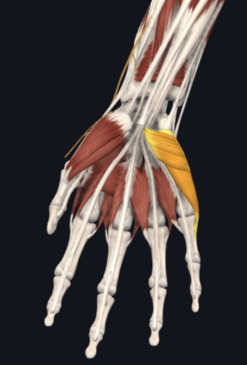 <p>abductor digiti minimi, flexor digiti minimi, opponens digiti minimi</p>