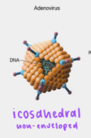 <p>icosahedral</p>