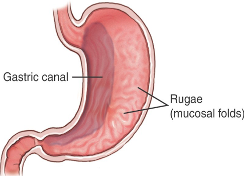 <p>External refers to something located outside the organ or structure ie hand muscle that originates from the forearm but goes into the hand. Extrinsic</p>