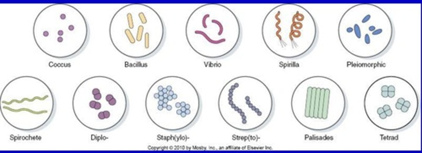 <p>Cocci (spherical), bacilli (rod-shaped), and spirals (curved or spiral-shaped).</p>
