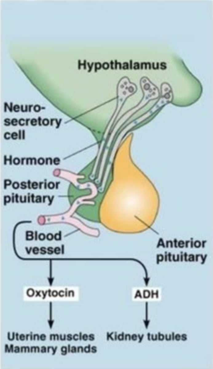 <p>- a neural structure lying below the thalamus</p><p>- directs eating, drinking, body temperature, and is linked to emotion</p><p>- controls the pituitary gland through hormones secreted by neurosecretory cells</p>