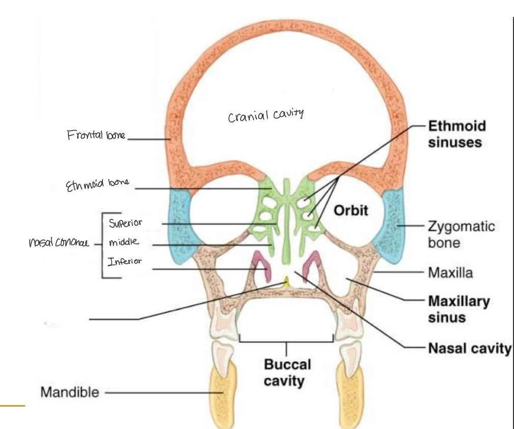 <p><br>label missing word on diagram</p>