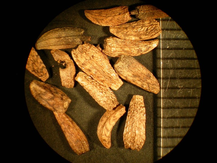 Arctium minus

