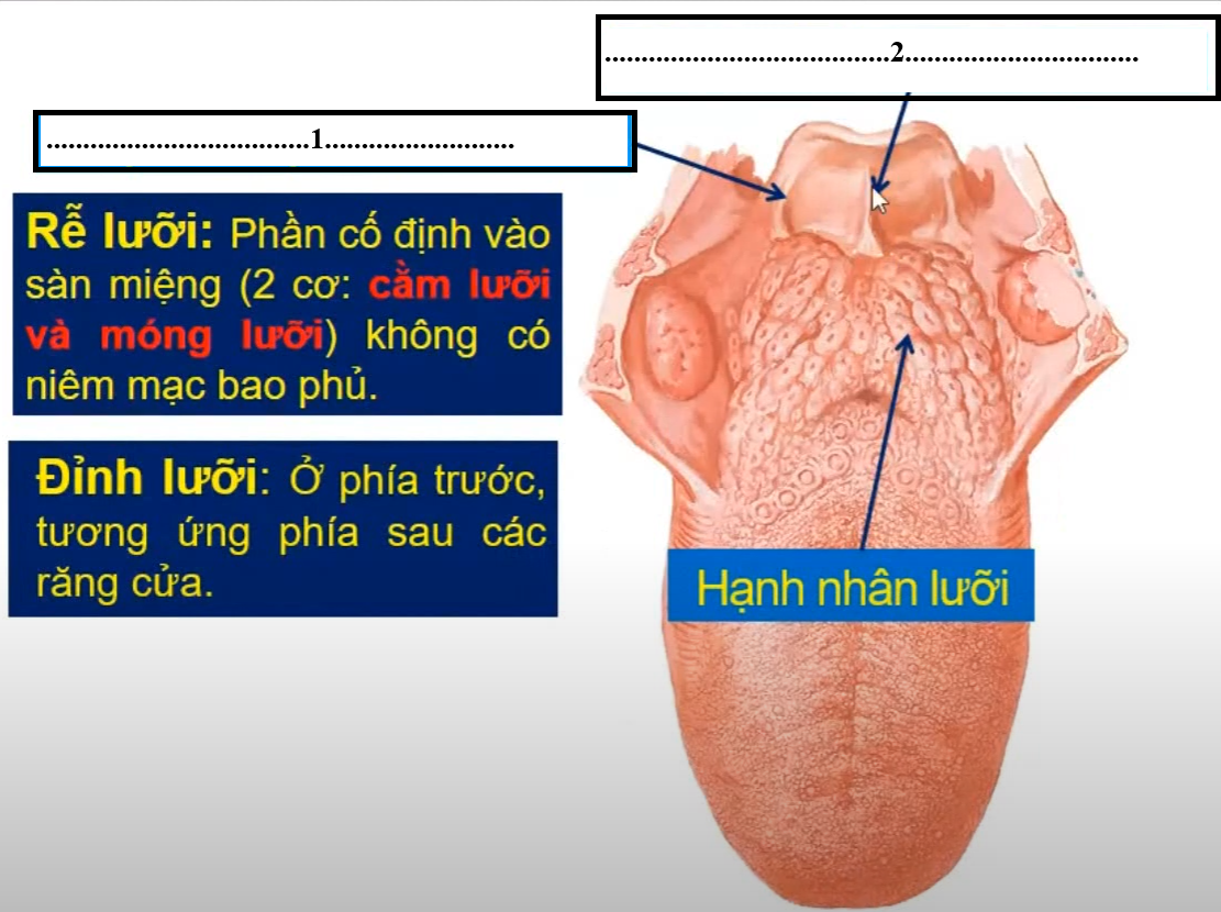 <p>Chi tiết số 1 là gì</p><p>Chi tiết số 2 là gì ?</p><p>Giữa 2 chi tiết này, có 1 chi tiết mà khi ăn dễ bị móc xương là chi tiết gì ?</p>