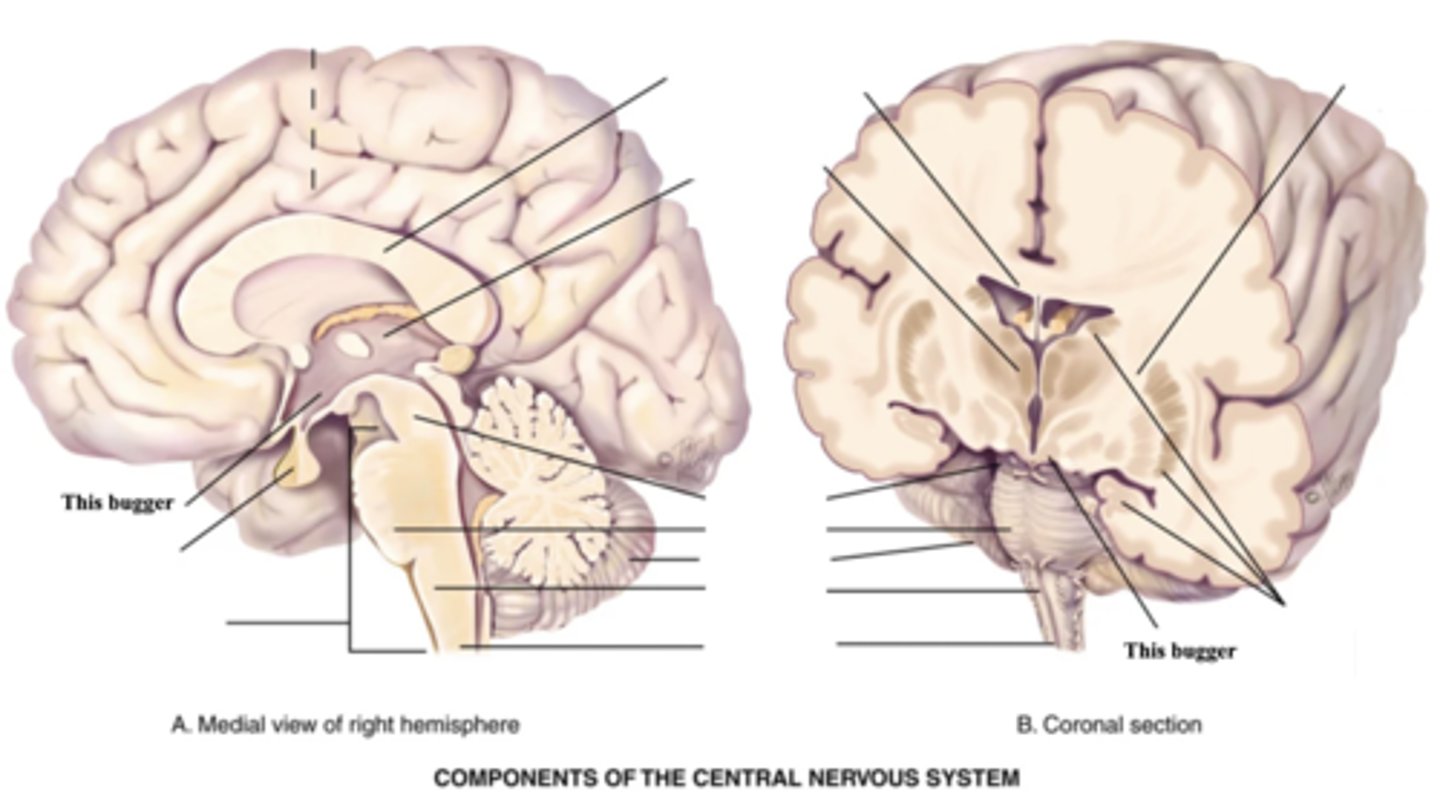 <p>Part of the brain that regulates hormones, temperature, apetite, pleasure, pain, rage, sleep/wake cycle, and emotional status</p>