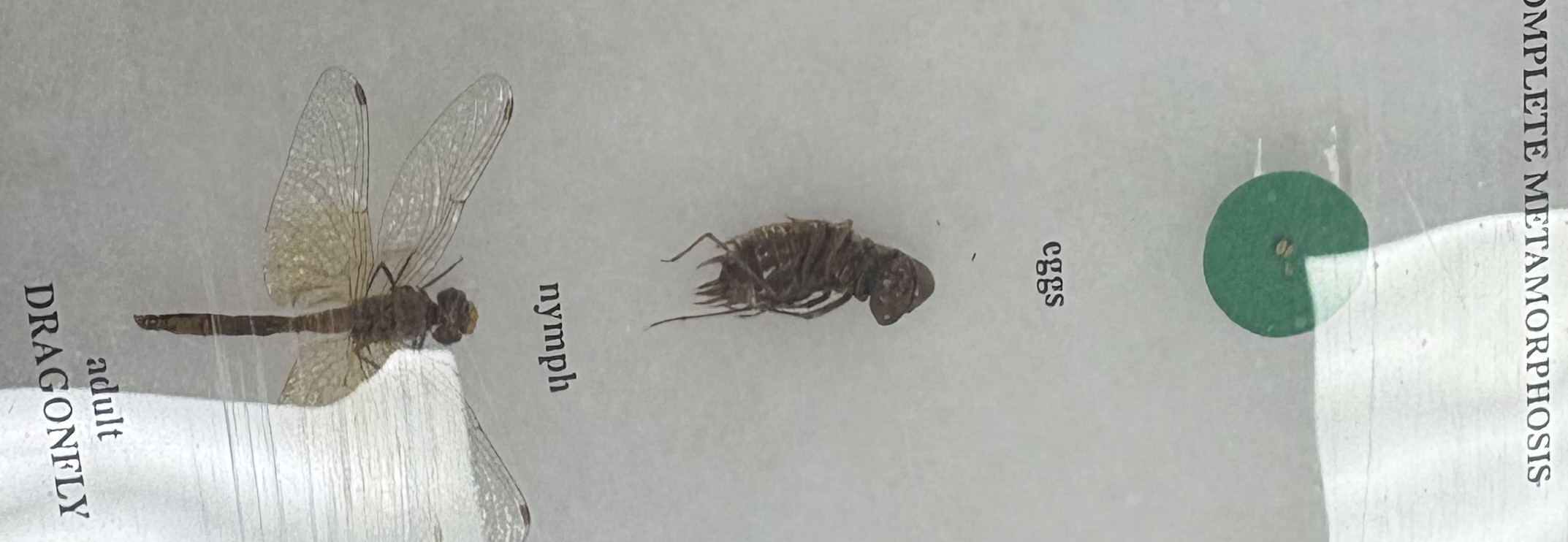 <p>egg→ instras (distinict nymps)→ adult</p><p><span>ex: Odonata</span></p>