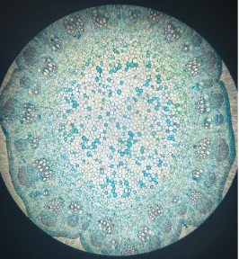 dicot stem
