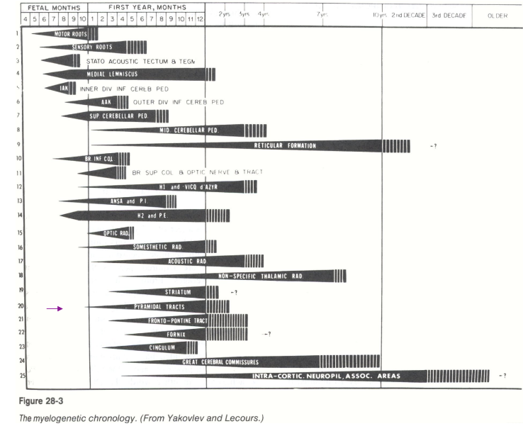 <ul><li><p><span>Myelination occurs not as much in fetal months (only upper in cortex), then in months of first year very much, and in 2-10 years lower down develops –</span></p></li><li><p><span>This shows up to down down corticospinal tract (cortex → spine)</span></p></li></ul>