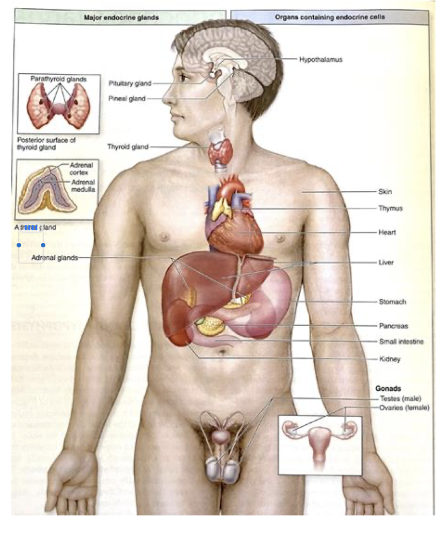 <p>Endocrine System:</p><ul><li><p>Exocrine glands have ___</p></li><li><p>Endocrine glands present as what?</p><ul><li><p>What does in secrete into the bloodstream?</p></li></ul></li></ul><p></p><p></p>