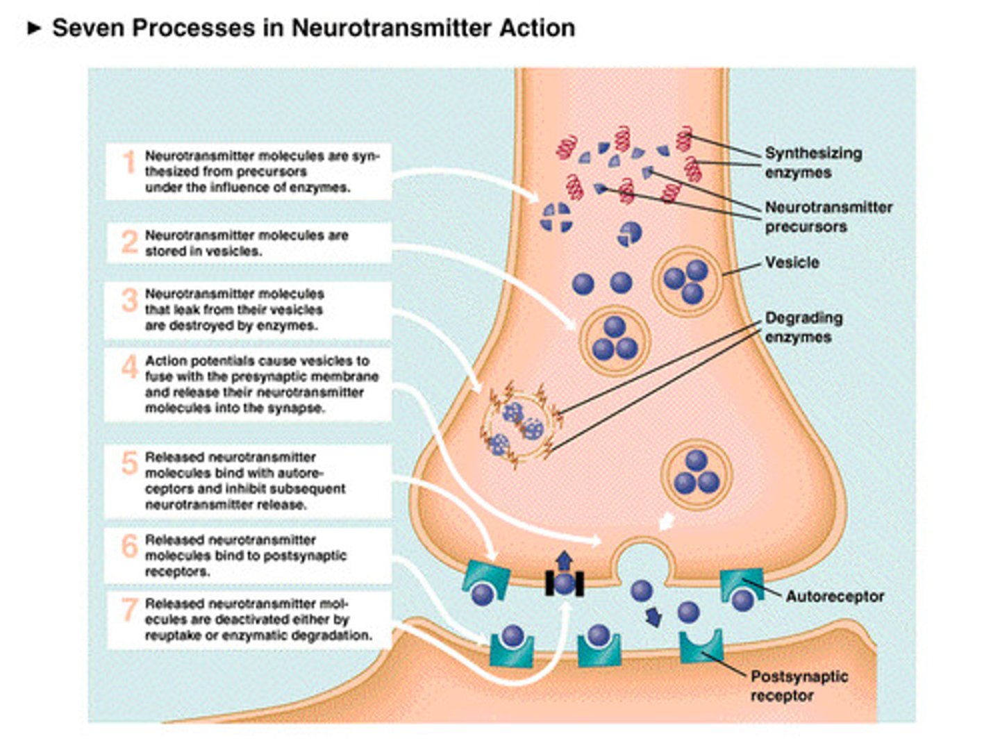 <p>1. Nerve stimulation depolarizes presynaptic terminals that in turn open neuronal (Ntype)</p><p>calcium channels</p><p>2. Calcium influx causes fusion of synaptic vesicles with the plasma membrane;</p><p>neurotransmitter is released into the synaptic cleft via exocytosis</p><p>3. Diffusion and reversible binding of transmitter with presynaptic (autoreceptors) and</p><p>postsynaptic receptors</p><p>4. Receptor response (ion channels open or G-proteins activate); generation of postsynaptic</p><p>potentials (EPSP/IPSP) or activation of signal transduction pathways</p><p>producing cellular or physiological responses</p><p>5. Degradation, diffusion and/or presynaptic re-uptake of the transmitter terminates its</p><p>action</p><p>6. Repolarization of postsynaptic membrane or breakdown of 2nd messengers terminates</p><p>the response</p>