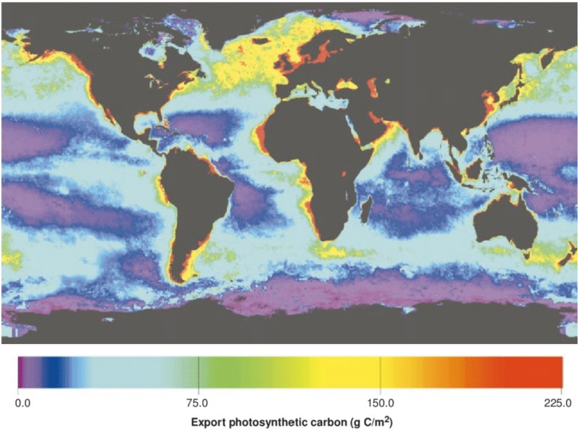 <p>Regions with higher primary production support more deep-sea benthos &amp; high latitude regions have higher biomass </p><p>Driven by surface primary production </p>