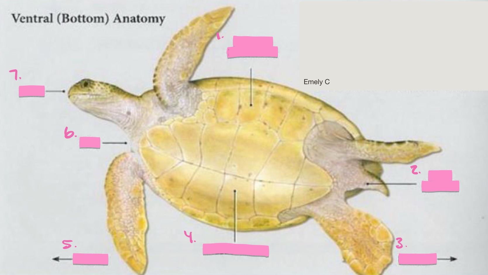 <p>Label the figure</p>