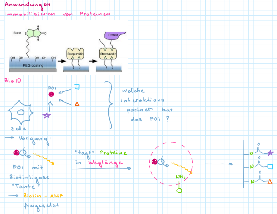 <ul><li><p>Bindung hat fast irrev. Charakter </p></li><li><p>wird für verschiedene technologische Anwendungen verwendet </p></li><li><p>Immobilisieren von Proteinen </p></li><li><p>BioID </p></li></ul>
