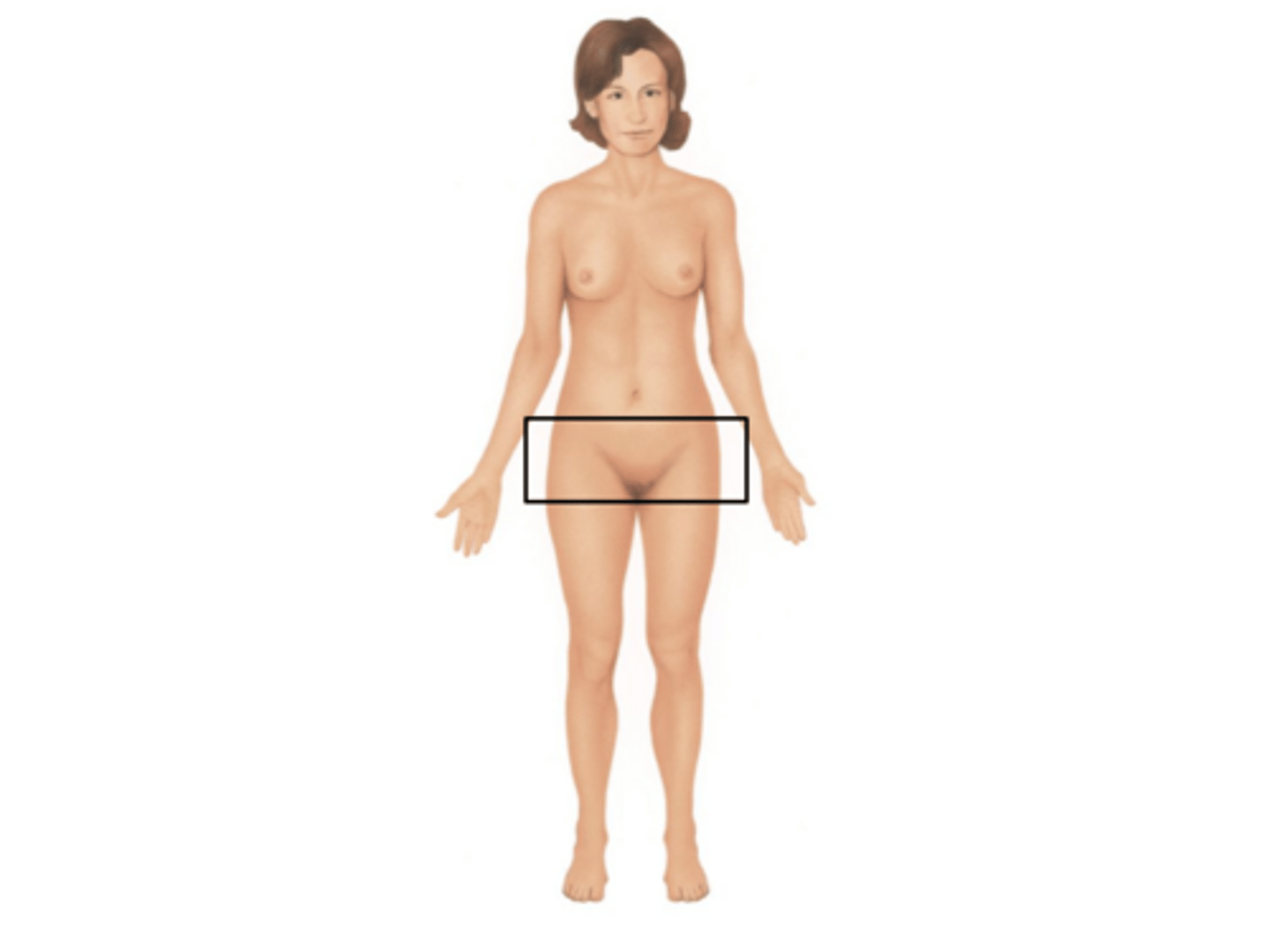 <p>pelvic area</p>