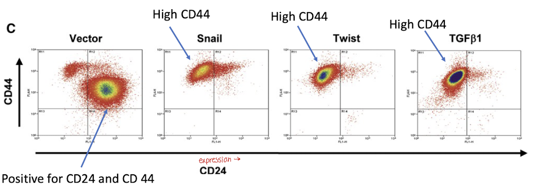 <p>which of the figures labelled in purple shows a CD44 high/CD24 low expression pattern?</p>