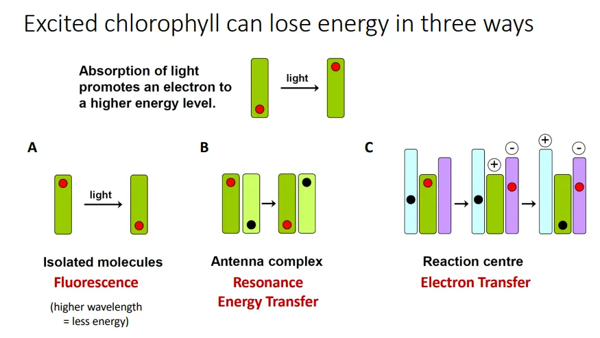 <ul><li><p><strong>fluorescence</strong>- the energy absorbed is<strong> re-emitted </strong>as <strong>light </strong>(since some energy is lost as heat, the wavelength of the light increases ie. UV → visible) if there isn’t another chlorophyll nearby</p></li><li><p><strong>resonance energy transfer</strong>- the energy can be passed onto an <strong>adjacent chlorophyll </strong>molecule by mechanical <strong>vibration</strong></p></li><li><p><strong>electron transfer</strong>- if there is a suitable <strong>electron acceptor</strong> nearby (as in reaction centres), the excited electron can be transferred, producing a charge difference through <strong>photoinduced charge separation</strong></p></li></ul><p></p>