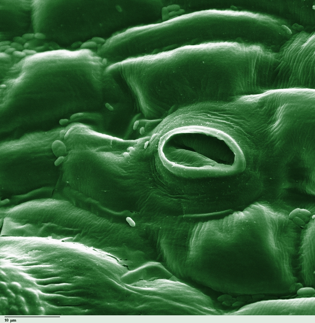 pores on a plant that enables gas exchange 
