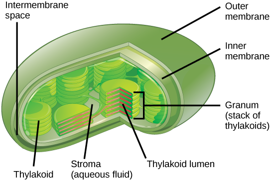 <p>stroma → thylakoid membrane system</p>