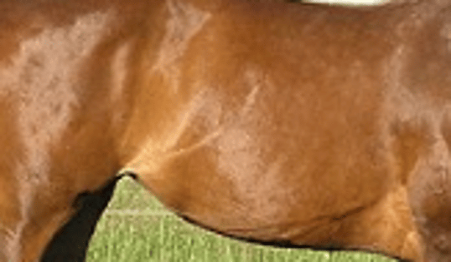 <p>combo of red and black hairs, red will be dominant</p>