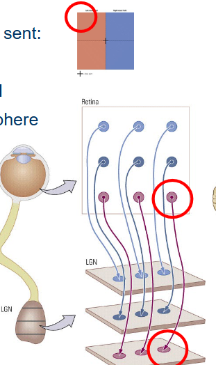 <ul><li><p>to the bottom-right receptive fields of the retina.</p></li><li><p>to the bottom-right receptive field of the right LGN.</p></li><li><p>to the lower-anterior part of V1 in the right hemisphere</p></li></ul><p></p>