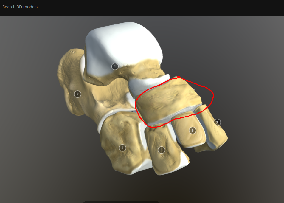 <p>navicular - in front of talus</p>