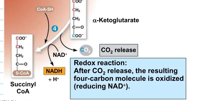 <p>Krebs Cycle - Step 4 (STARTING)</p>