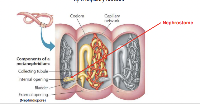 <p>What are metanephridia (in earth worms)? </p>