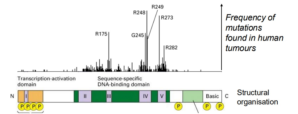 <p>p53 protein is a transcription factor</p>
