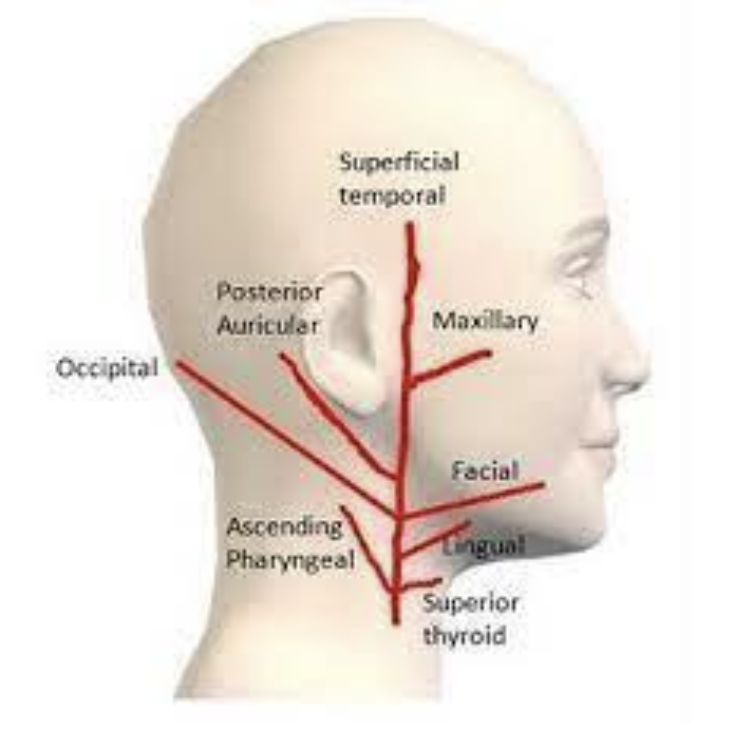 <ul><li><p><span>● &nbsp;</span><strong><span>Superior thyroid branch </span></strong><span>(in the neck) supplying thyroid, larynx, infrahyoid</span></p></li><li><p><span>● &nbsp;</span><strong><span>Ascending pharyngeal branch </span></strong><span>(in the neck) supplying pharyngeal region,</span></p><p><span>middle ear, meninges, prevertebral muscles</span></p></li><li><p><span>● &nbsp;</span><strong><span>lingual branch </span></strong><span>supplying the tongue</span></p></li><li><p><span>● &nbsp;</span><strong><span>facial branch </span></strong><span>supplying the face</span></p></li><li><p><strong><span>occipital branch </span></strong><span>(in the neck) supplying the SCM, deep back muscles, posterior scalp</span></p></li><li><p><span>● &nbsp;</span><strong><span>posterior auricular branch </span></strong><span>(in the neck) supplying behind the ear</span></p></li></ul>