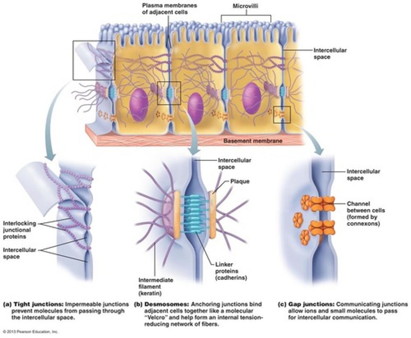 <p>tight junctions, desmosomes, gap junctions</p>