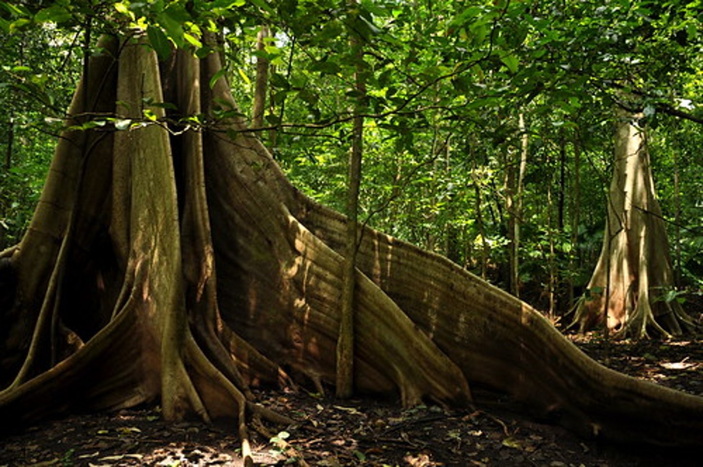 <p>large, above ground roots that provide stability in tropical trees and access to fertility in leaf litter.</p>