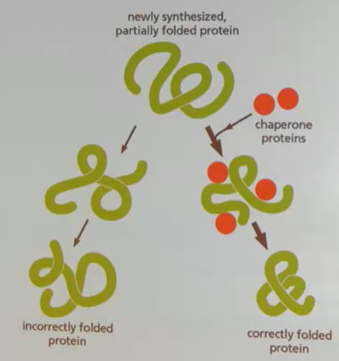 <p>Chaperone proteins; they often use ATP hydrolysis as an energy source to help fold other proteins.</p>