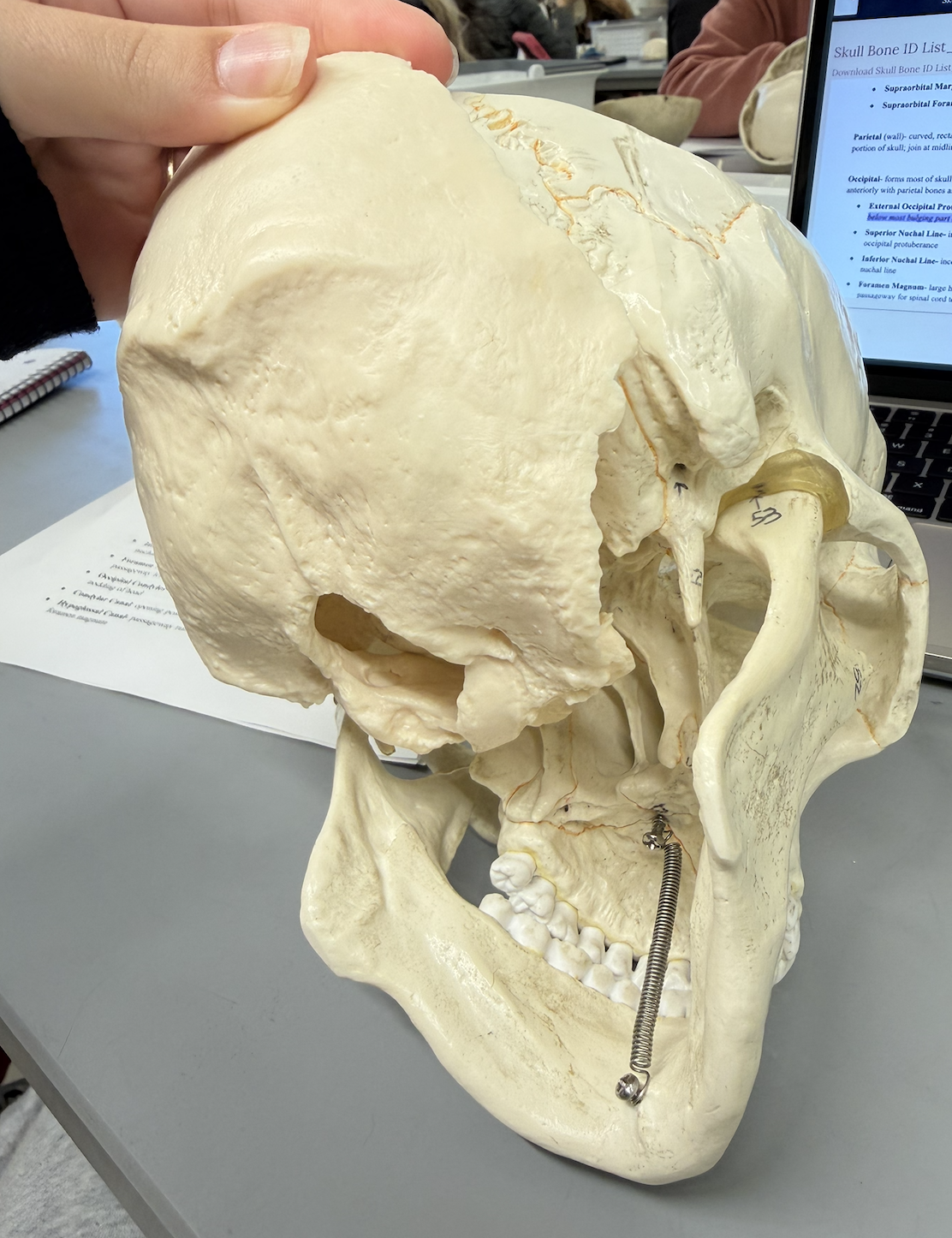<p>forms most of skull’s posterior wall and base; has large hole in its base; articulates anteriorly with parietal bones and temporal bones; also joins with sphenoid bone in cranial floor</p>