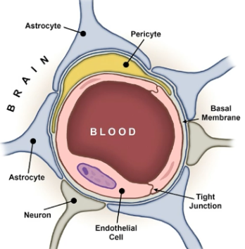 capillaries are lined by tightly packed endothelial cells

endothelial membrane is surrounded by end feet of astrocytes outside of capillary wall