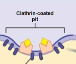 <p>Clathrin </p>