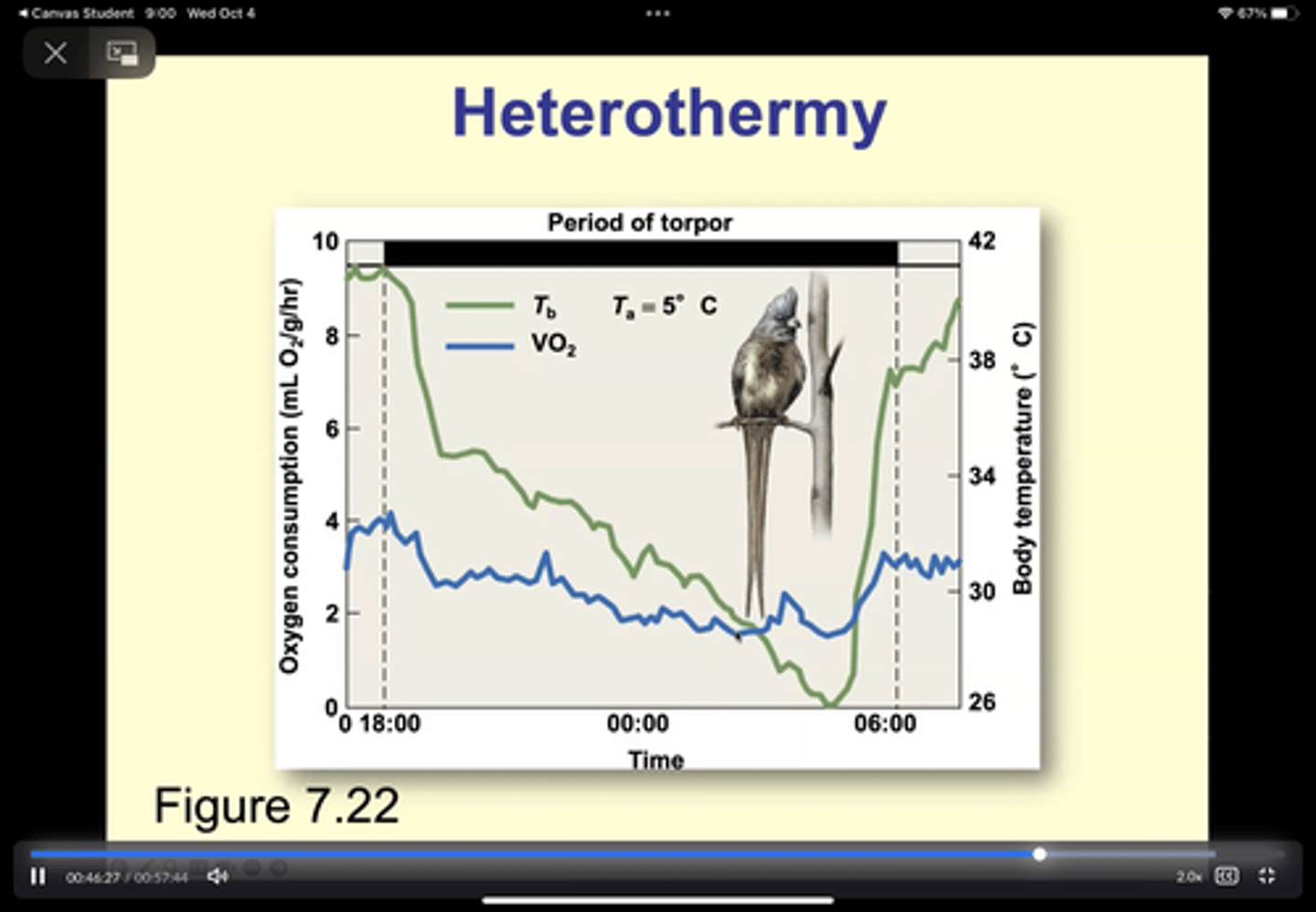 <p>metabolic inactivity =&gt; a drop in body temp to ambient temp for part of a day</p><p>----------------------</p><p>- diurnal animals = humming birds (night)</p><p>- nocturnal animals = bats (day</p>