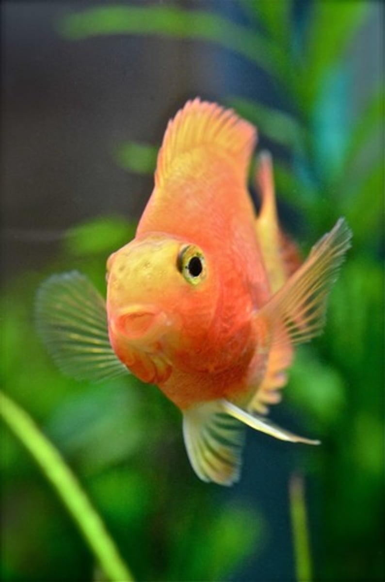 <p>a fish</p>