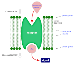 <p><strong>a special class of proteins that function by binding a specific ligand molecule</strong><span>. When a ligand binds to its receptor, the receptor can change conformation, transmitting a signal into the cell</span></p>